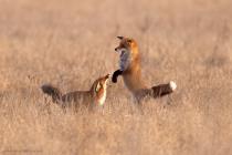 Fuchs