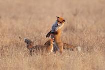 Fuchs