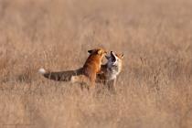 Fuchs