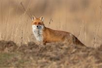 Fuchs