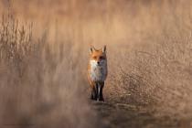 Fuchs