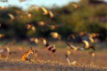 Fuchs