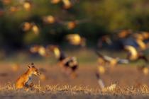 Fuchs