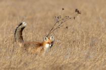 Fuchs