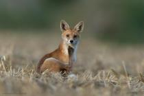 Fuchs