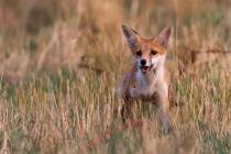 Fuchs