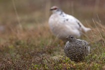 Alpenschneehuhn