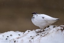 Alpenschneehuhn