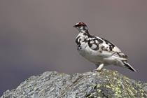 Alpenschneehuhn