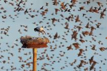 Storch