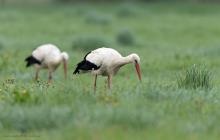 Storch