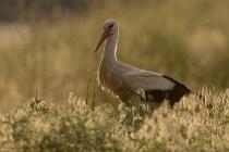 Storch