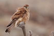 Turmfalke