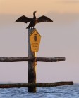 Kormoran