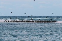 Kormoran
