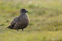 Skua