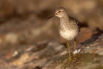 Bruchwasserlaeufer