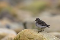 Meerstrandlaeufer