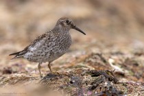 Meerstrandlaeufer