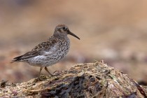 Meerstrandlaeufer