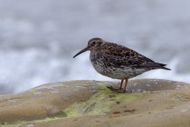 Meerstrandlaeufer