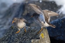 Meerstrandlaeufer