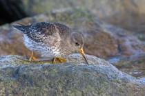 Meerstrandlaeufer