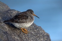Meerstrandlaeufer