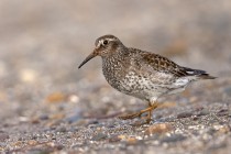 Meerstrandlaeufer