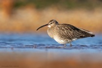 Regenbrachvogel