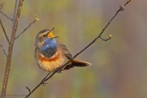 Blaukehlchen