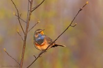 Blaukehlchen