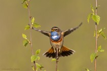 Blaukehlchen
