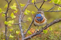 Blaukehlchen