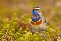 Blaukehlchen