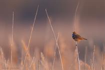 Blaukehlchen