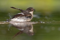 Trauerfliegenschn�pper