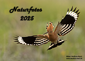 Link zur PDF Kalender 2025