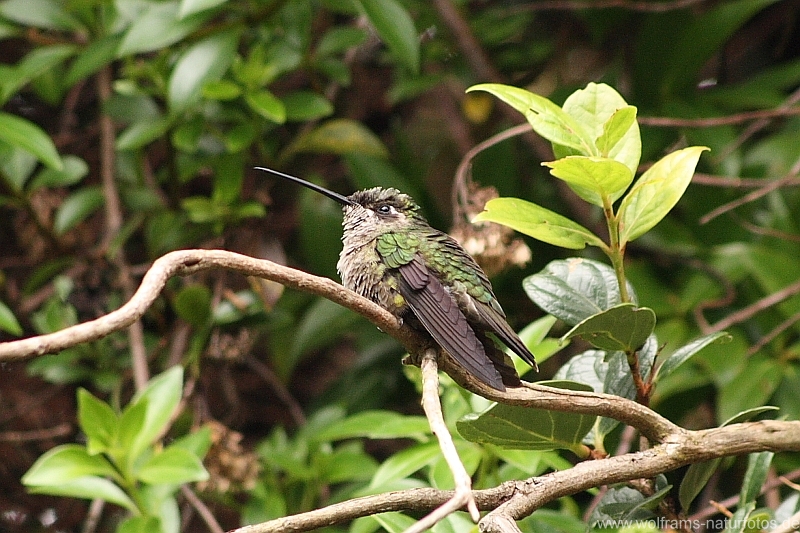 Volcano Hummingbird