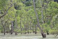 Mangrovenwald 