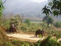 Elefantenreiten 