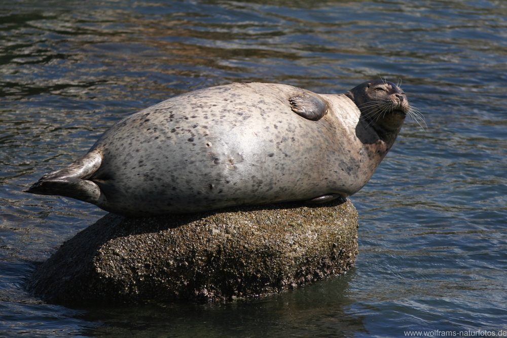 harbour_seal