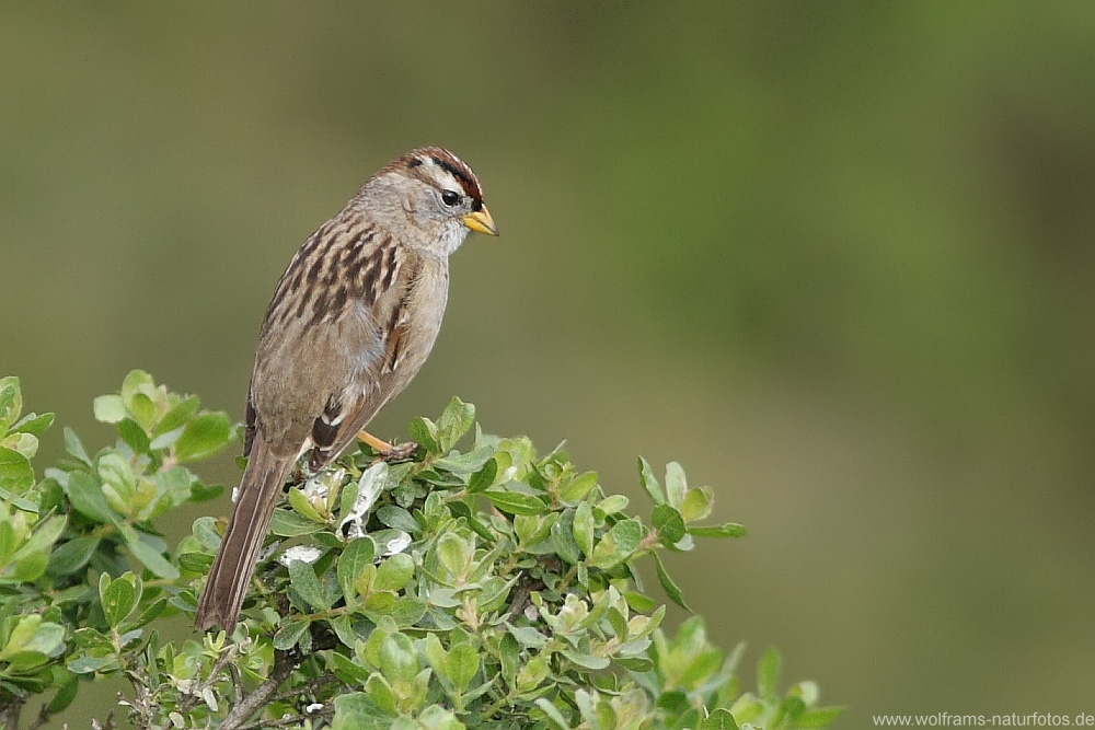 white_crowned_sparrow